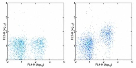 CD73 Monoclonal Antibody (eBioTY/11.8 (TY/11.8)), eBioscience