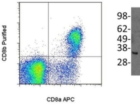 CD8b Monoclonal Antibody (SIDI8BEE), eBioscience