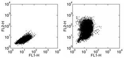 CCL2 (MCP-1) Monoclonal Antibody (2H5), eBioscience
