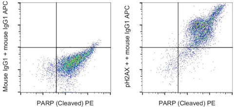 Phospho-Histone H2A.X (Ser139) Monoclonal Antibody (CR55T33), eBioscience