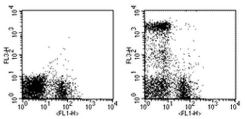 Ly-6G/Ly-6C Monoclonal Antibody (RB6-8C5), PE-Cyanine5, eBioscience