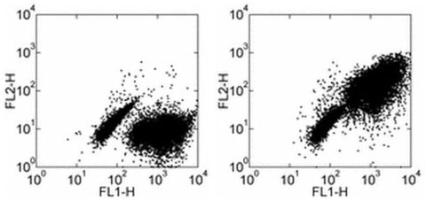 CD197 (CCR7) Monoclonal Antibody (4B12), Functional Grade, eBioscience