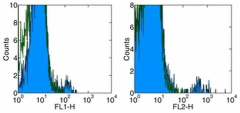 TCR gamma/delta Monoclonal Antibody (B1.1), Functional Grade, eBioscience