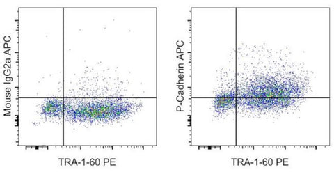 P-Cadherin Monoclonal Antibody (CSTEM29), APC, eBioscience