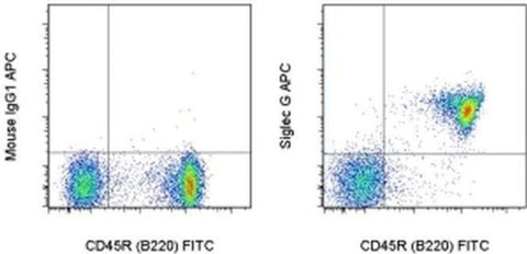 Siglec-G Monoclonal Antibody (SH2.1), APC, eBioscience