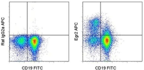 EGR2 Monoclonal Antibody (erongr2), APC, eBioscience