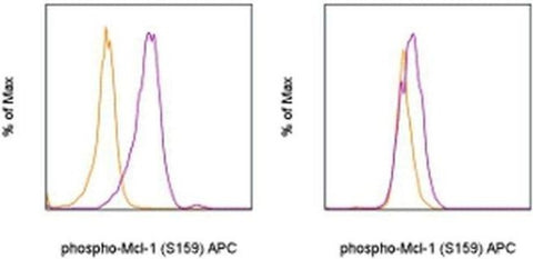 Phospho-MCL-1 (Ser159) Monoclonal Antibody (RBCERNR), APC, eBioscience