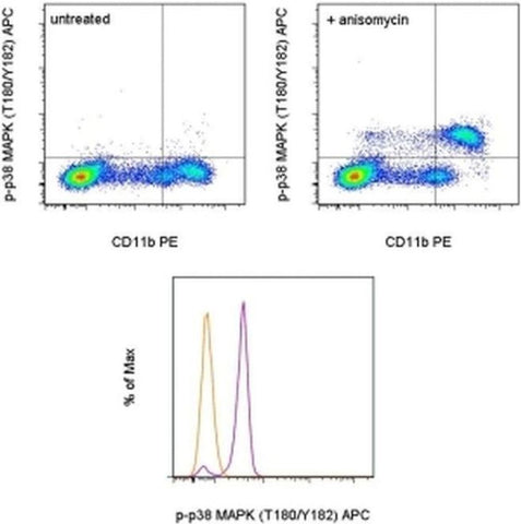 Phospho-p38 MAPK (Thr180, Tyr182) Monoclonal Antibody (4NIT4KK), APC, eBioscience