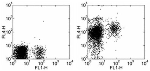 CD184 (CXCR4) Monoclonal Antibody (12G5), APC, eBioscience