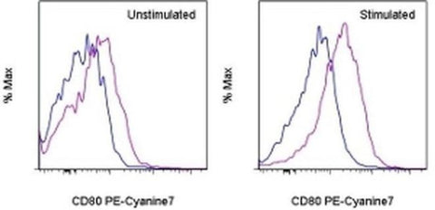 CD80 (B7-1) Monoclonal Antibody (16-10A1), PE-Cyanine7, eBioscience