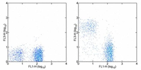 CD90.2 (Thy-1.2) Monoclonal Antibody (53-2.1), PE-Cyanine7, eBioscience