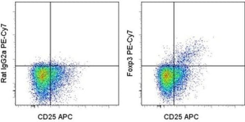 FOXP3 Monoclonal Antibody (PCH101), PE-Cyanine7, eBioscience