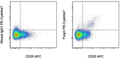 FOXP3 Monoclonal Antibody (236A/E7), PE-Cyanine7, eBioscience