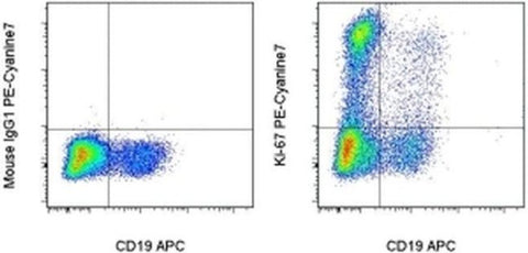Ki-67 Monoclonal Antibody (20Raj1), PE-Cyanine7, eBioscience
