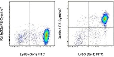 CD369 (Clec7a, Dectin-1) Monoclonal Antibody (bg1fpj), PE-Cyanine7, eBioscience