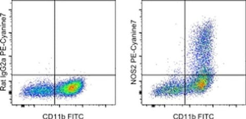 iNOS Monoclonal Antibody (CXNFT), PE-Cyanine7, eBioscience