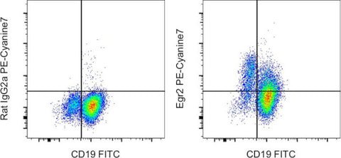 EGR2 Monoclonal Antibody (erongr2), PE-Cyanine7, eBioscience