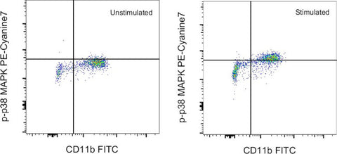 Phospho-p38 MAPK (Thr180, Tyr182) Monoclonal Antibody (4NIT4KK), PE-Cyanine7, eBioscience