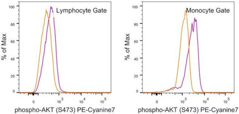 Phospho-AKT1 (Ser473) Monoclonal Antibody (SDRNR), PE-Cyanine7, eBioscience