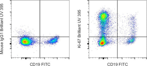 Ki-67 Monoclonal Antibody (20Raj1), Brilliant Ultra Violet™ 395