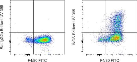 iNOS Monoclonal Antibody (CXNFT), Brilliant Ultra Violet™ 395