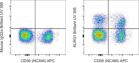 KLRG1 Monoclonal Antibody (13F12F2), Brilliant Ultra Violet™ 395