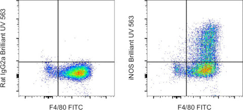 iNOS Monoclonal Antibody (CXNFT), Brilliant Ultra Violet 563, eBioscience