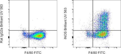 iNOS Monoclonal Antibody (CXNFT), Brilliant Ultra Violet™ 563