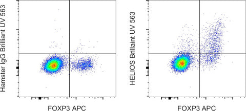 HELIOS Monoclonal Antibody (22F6), Brilliant Ultra Violet™ 563