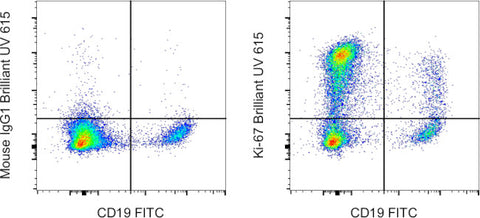 Ki-67 Monoclonal Antibody (20Raj1), Brilliant Ultra Violet™ 615