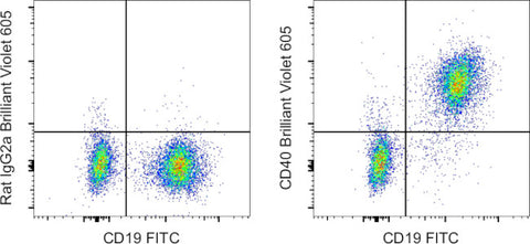 CD40 Monoclonal Antibody (1C10), Brilliant Violet 605, eBioscience
