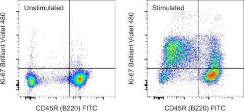 Ki-67 Monoclonal Antibody (SolA15), Brilliant Violet 480, eBioscience