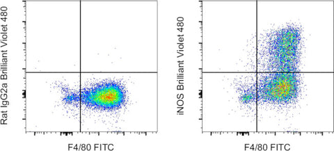iNOS Monoclonal Antibody (CXNFT), Brilliant Violet 480, eBioscience