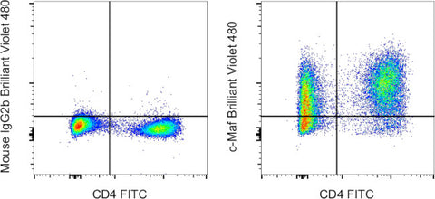 c-MAF Monoclonal Antibody (sym0F1), Brilliant Violet 480, eBioscience