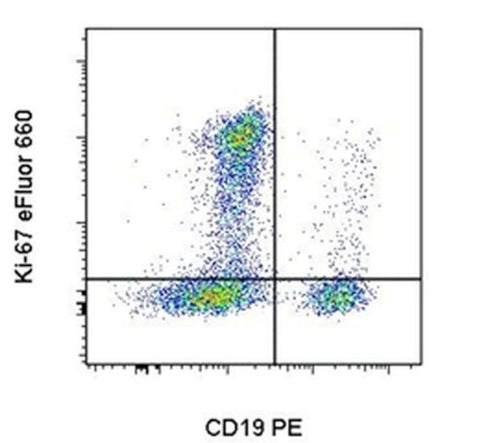 Ki-67 Monoclonal Antibody (20Raj1), eFluor 660, eBioscience