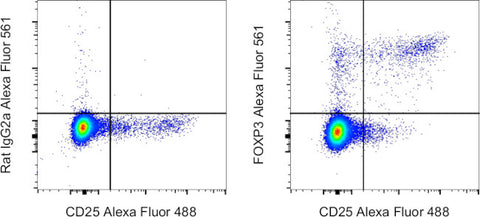 FOXP3 Monoclonal Antibody (FJK-16s), Alexa Fluor 561, eBioscience