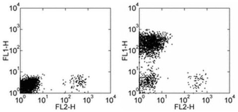 CD3 Monoclonal Antibody (OKT3), Alexa Fluor 488, eBioscience