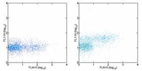 FOXP3 Monoclonal Antibody (150D/E4), Alexa Fluor 488, eBioscience