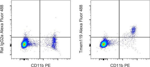 Tmem119 Monoclonal Antibody (V3RT1GOsz), Alexa Fluor 488, eBioscience