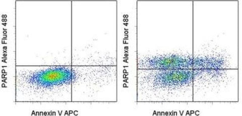 PARP1 (cleaved Asp214) Monoclonal Antibody (HLNC4), Alexa Fluor 488, eBioscience