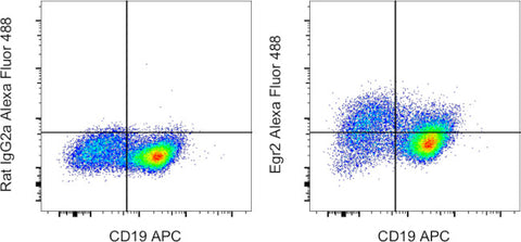 EGR2 Monoclonal Antibody (erongr2), Alexa Fluor 488, eBioscience