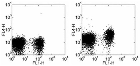 CD197 (CCR7) Monoclonal Antibody (4B12), Alexa Fluor 700, eBioscience