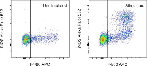 iNOS Monoclonal Antibody (CXNFT), Alexa Fluor 532, eBioscience