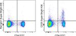 CD25 Monoclonal Antibody (PC61.5), Super Bright™ 436