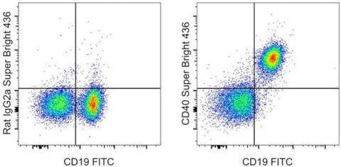 CD40 Monoclonal Antibody (1C10), Super Bright 436, eBioscience