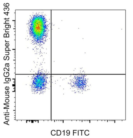 Rat anti-Mouse IgG2a Secondary Antibody, Super Bright 436, eBioscience