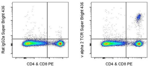 TCR V alpha 2 Monoclonal Antibody (B20.1), Super Bright 436, eBioscience