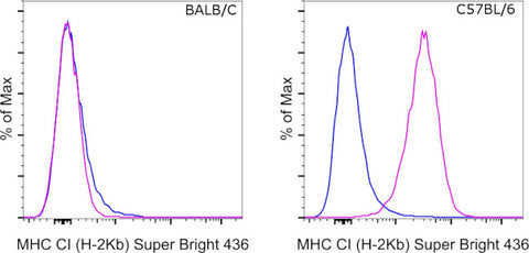 MHC Class I (H-2kb) Monoclonal Antibody (AF6-88.5.5.3), Super Bright 436, eBioscience