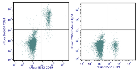 cFluor<sup>&reg;</sup> BYG667 Anti-Human CD24 (SN3)