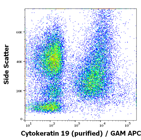 Purified Anti-Human Cytokeratin 19 (A53-B/A2)